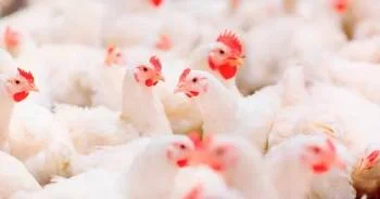 Argentina retoma exportaciones de carne aviar a China