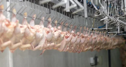 Argentina logró la reapertura del mercado del Reino Unido para la carne aviar